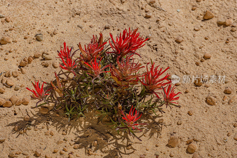 伊斯特伍德的画笔，滑石画笔，Castilleja scabrida;大楼梯-埃斯卡兰特国家纪念碑，犹他州。长在砂岩上的龙葵科(龙葵科)